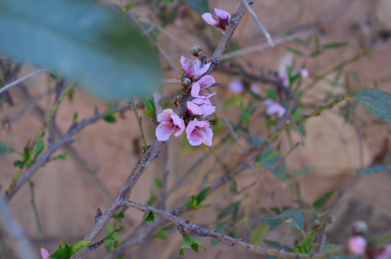 La Rosa Albergue Tilcara Exterior foto